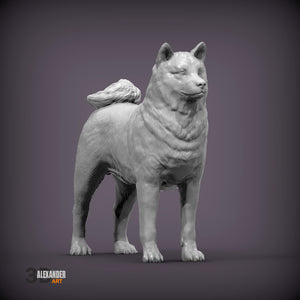 Shiba Inu Standing