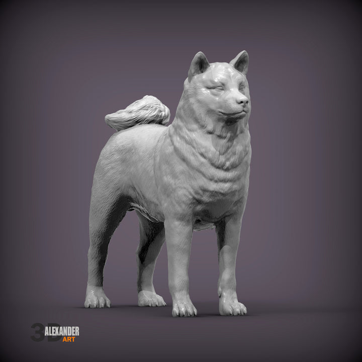 Shiba Inu Standing
