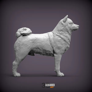 Shiba Inu Standing