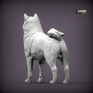 Shiba Inu Standing
